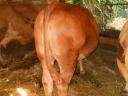 Limousine heifer for sale