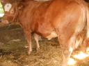 Limousine heifer for sale