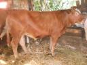 Limousine heifer for sale
