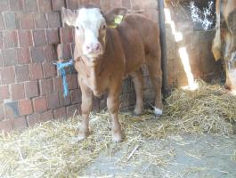 Limousin üsző eladó