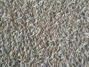 Freshly harvested barley for sale in Bokod