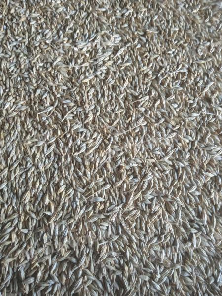 Freshly harvested barley for sale in Bokod