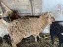 Racka lamb