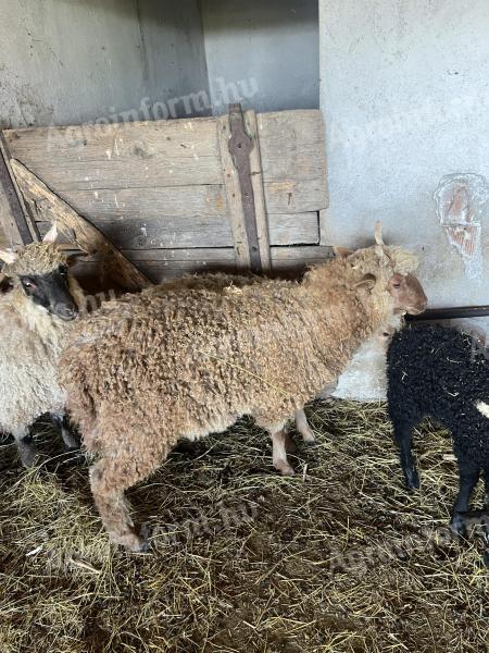 Racka lamb