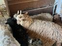 Racka lamb