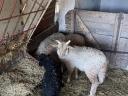 Racka lamb