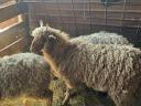 Racka lamb