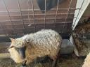 Racka lamb