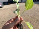 Lunar flat cabbage seedling