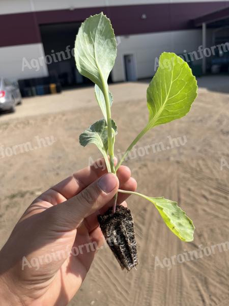 Lunar flat cabbage seedling