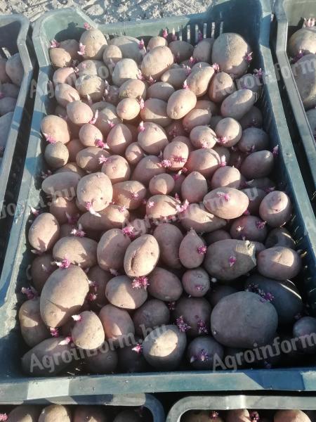 Seed size potatoes