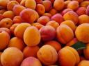 Delicious apricots, apricots for sale