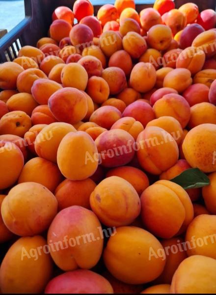 Delicious apricots, apricots for sale