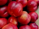 Delicious apricots, apricots for sale