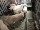 Großes Schwein zu verkaufen
