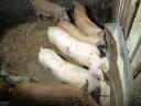 Großes Schwein zu verkaufen