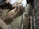 Großes Schwein zu verkaufen