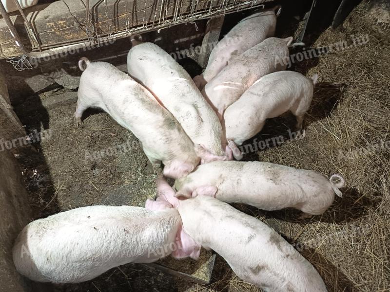 Kleines Schwein zu verkaufen