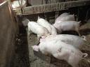 Kleines Schwein zu verkaufen