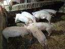 Kleines Schwein zu verkaufen