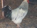 Huhn, Ente, Perlhuhn, Gans, Truthahn zu verkaufen