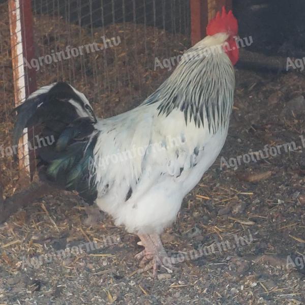 Huhn, Ente, Perlhuhn, Gans, Truthahn zu verkaufen