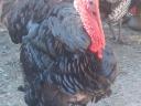 Huhn, Ente, Perlhuhn, Gans, Truthahn zu verkaufen