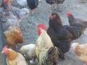 Huhn, Ente, Perlhuhn, Gans, Truthahn zu verkaufen