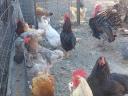 Huhn, Ente, Perlhuhn, Gans, Truthahn zu verkaufen