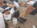 Huhn, Ente, Perlhuhn, Gans, Truthahn zu verkaufen