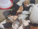 Huhn, Ente, Perlhuhn, Gans, Truthahn zu verkaufen