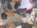 Huhn, Ente, Perlhuhn, Gans, Truthahn zu verkaufen