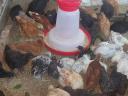 Huhn, Ente, Perlhuhn, Gans, Truthahn zu verkaufen