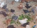 Huhn, Ente, Perlhuhn, Gans, Truthahn zu verkaufen