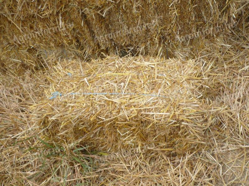 Die diesjährigen Strohballen stehen zum Verkauf