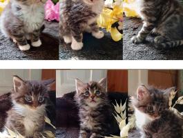 Maine Coon kölykök