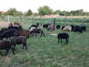 Black racka sheep for sale
