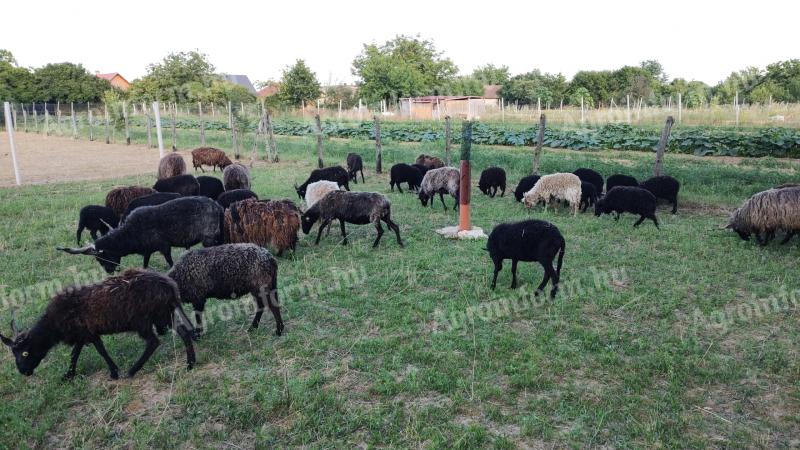 Black racka sheep for sale