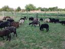 Black racka sheep for sale