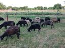 Black racka sheep for sale