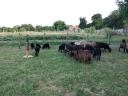Black racka sheep for sale