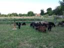 Black racka sheep for sale