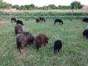 Black racka sheep for sale