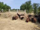 Black racka sheep for sale