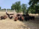 Black racka sheep for sale