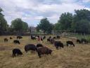 Black racka sheep for sale
