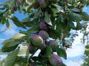 Plums for sale