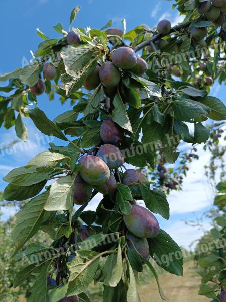 Plums for sale