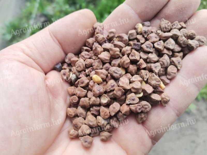 Chickpeas for fodder