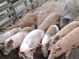 Választási malacok eladók duroc kantól